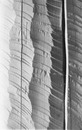 Рис. 22. Церковь Дмитрия Солунского. Фрагмент поверхности сруба в интерьере. Рубка реставраторов.